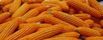 ⾴ҹ/Sweet Corn Kernels-⾴ҹ/Sweet Corn Kernels 